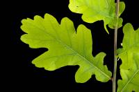 Chêne pédonculé - Rameau avec feuille (Quercus robur)